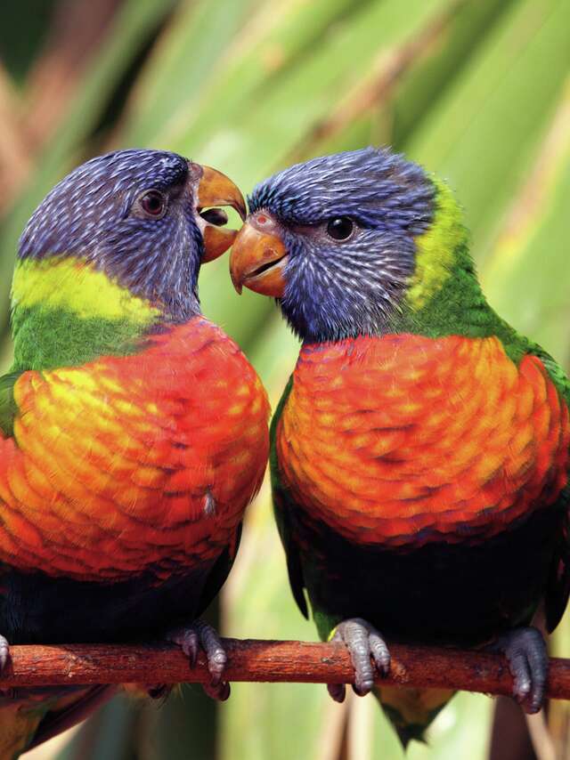 Parc des Oiseaux