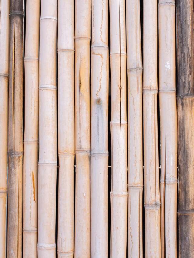Jazz à Ramatuelle exhibition - Arundo donax? The Provence cane, of course!