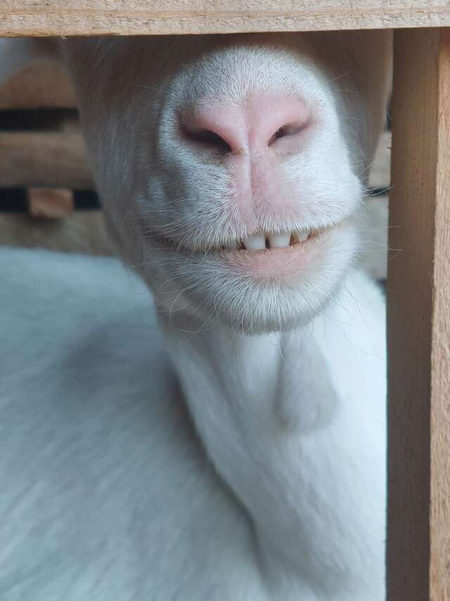 Visite d'une chèvrerie : O² Briquettes