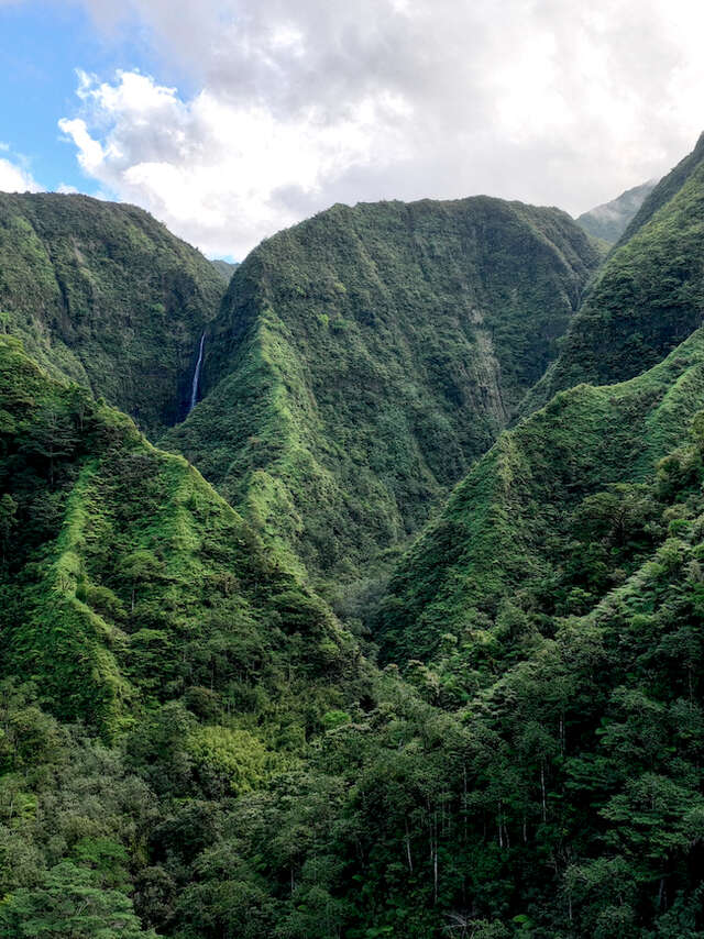 AOA Polynesian Forests