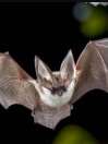Chauves-Souris & Hirondelles - Découverte des mammifères nocturnes et des oiseaux