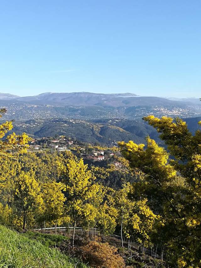 Balades Guidées: Tanneron, le mimosa et les plantes à parfum du Massif