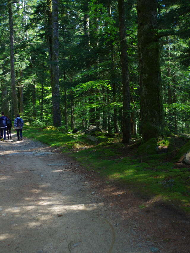 Forêt des Bois Noirs, Puy du Montoncel