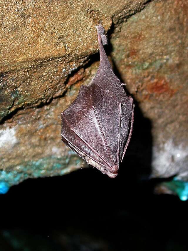 Atlas de la biodiversité communale d’Isola - Nuit de la chauve-souris