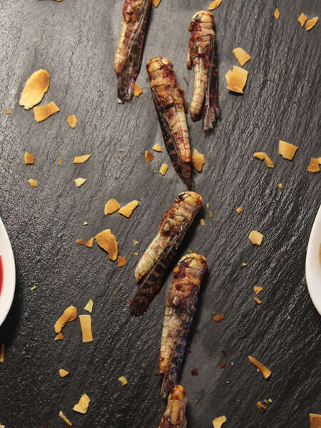 Insects and gastronomy on a Bresse farm!