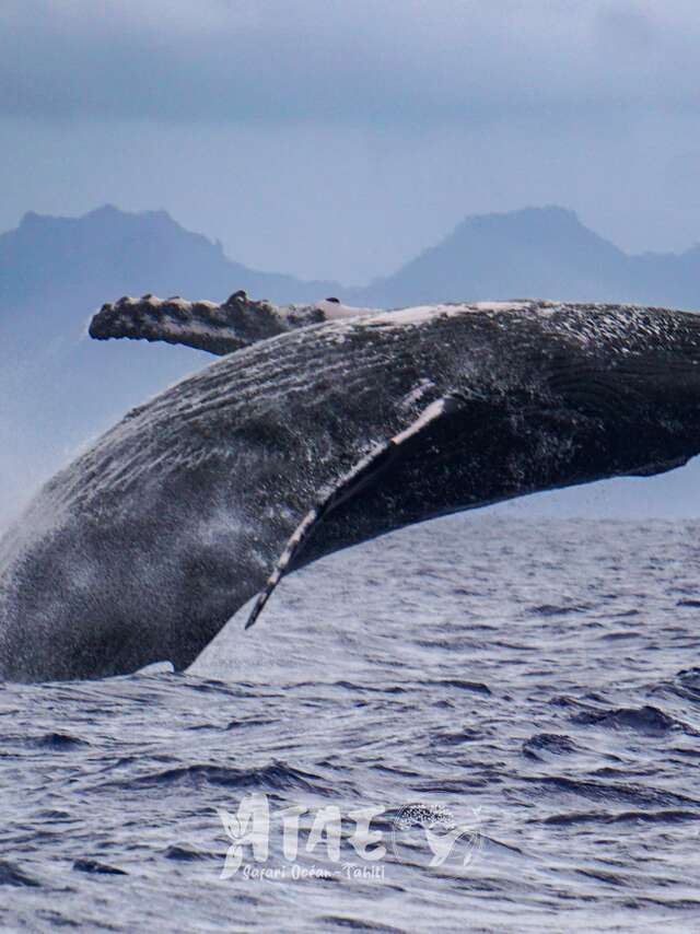 'ATAE Safari Ocean ~ Tahiti