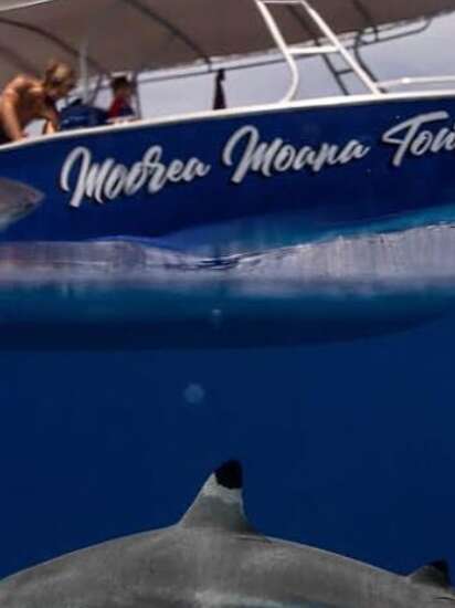 Moorea Moana Tours - Sortie Baleines