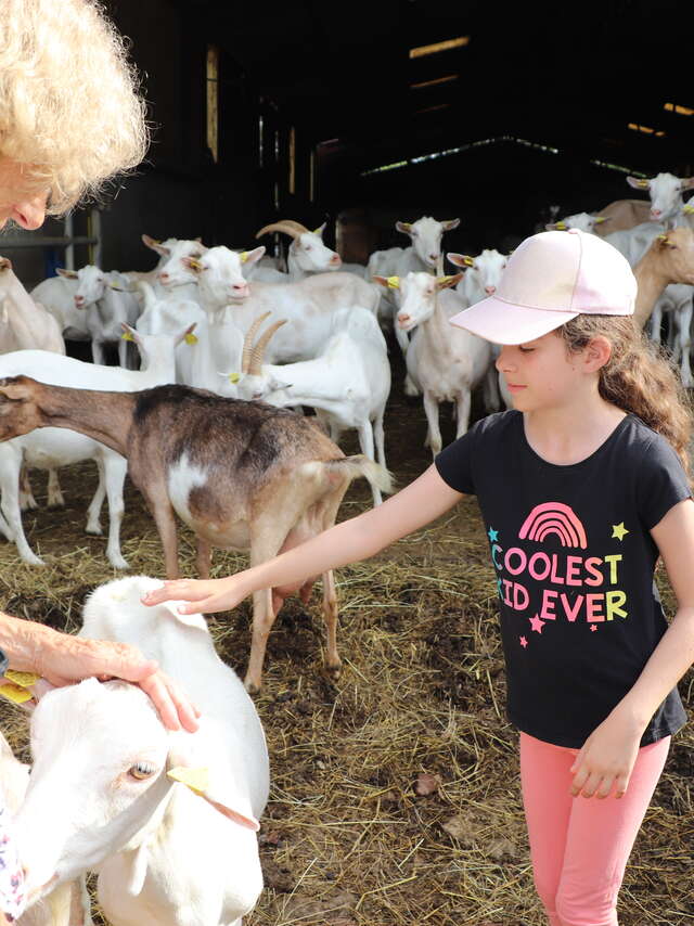 Visite-dégustation chez "Chèvres et saveurs"