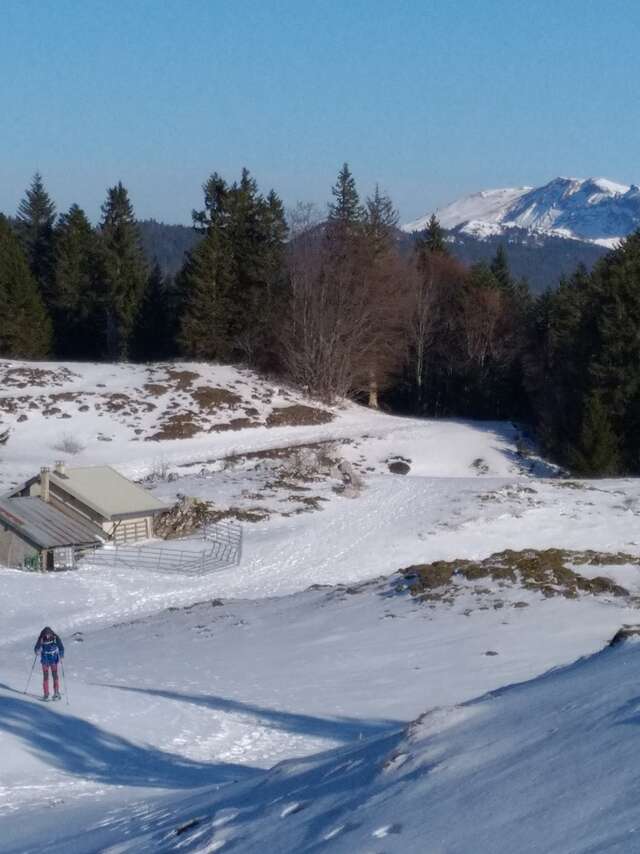 Randonnée raquettes avec Lézard des Bois