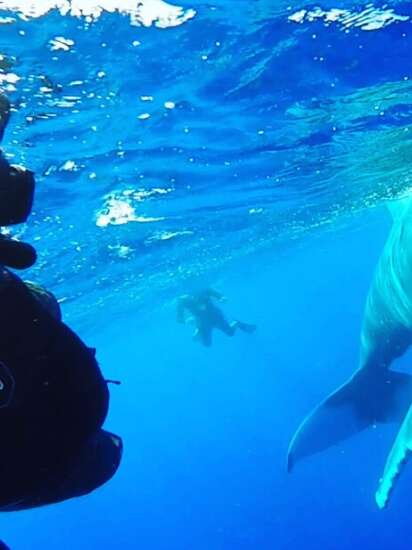Corallina Tours - Sorties Baleines