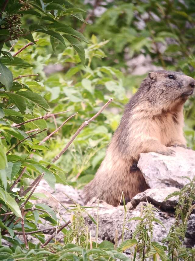 Picknickdag met de gemzen