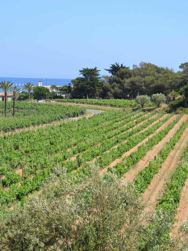 Les Musicales dans les Vignes au Domaine de l'Anglade