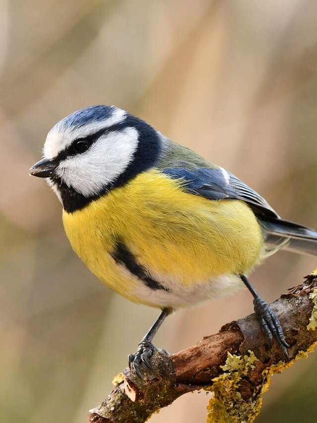 Atelier "Petites boules de plumes"