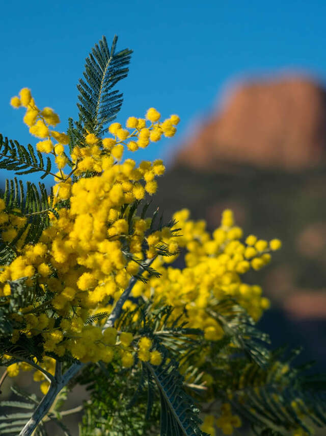 La Route du Mimosa
