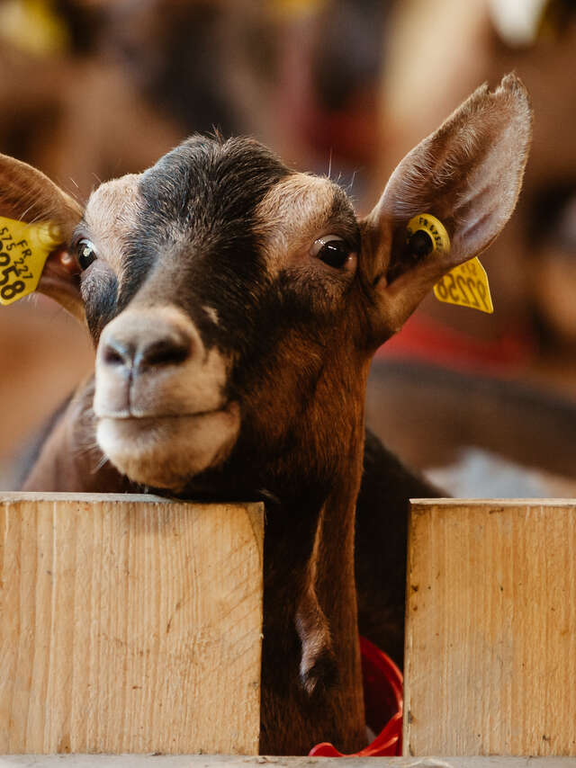 La chèvrerie de la Font Sancte