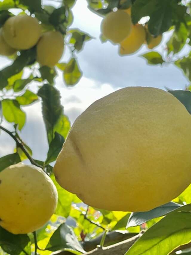 Führung und ländliches Essen in La Ferme des Citrons