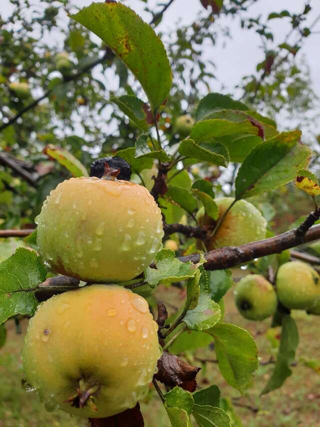 Atelier taille et greffe d'arbres fruitiers