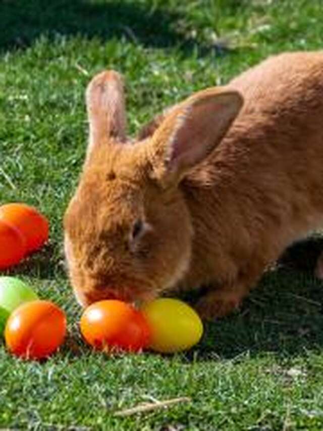 Animation - Chasse aux œufs à la ferme de Gally de Saint-Denis