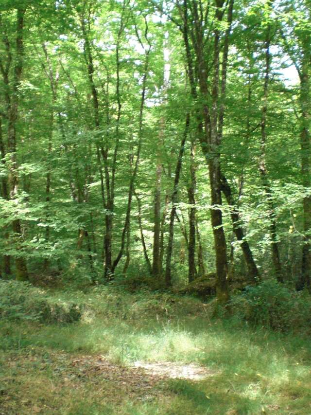 La Forêt de Branviel