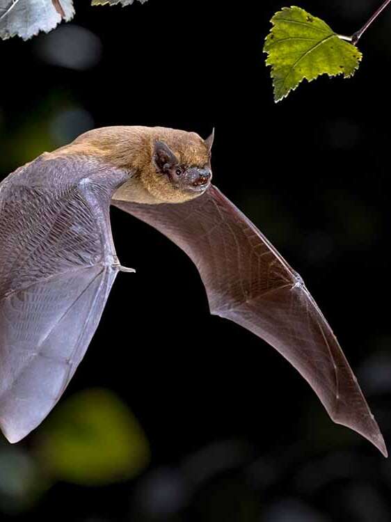 Chauve-souris, reines de la nuit - Semaine Gourmande
