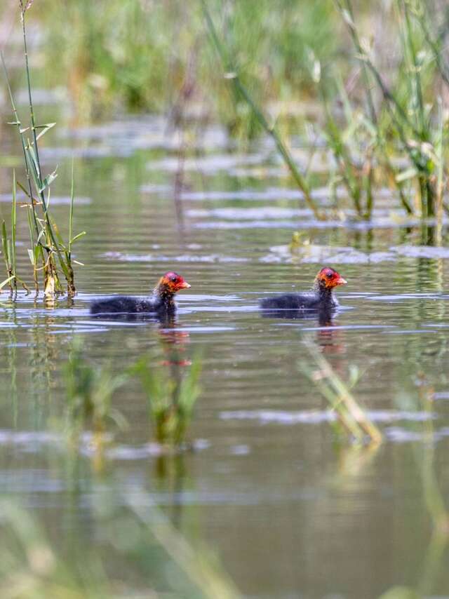 À la rencontre des oiseaux de la Dombes