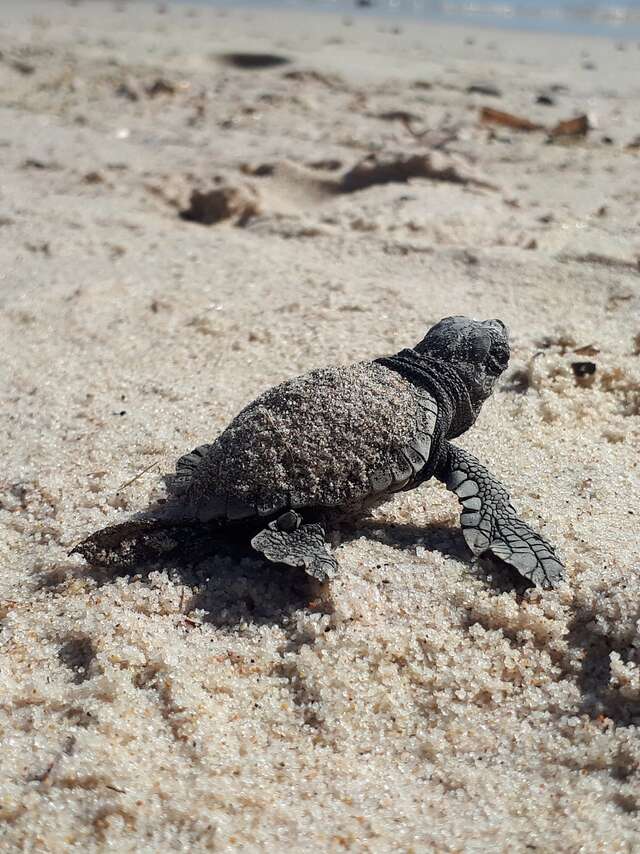 Point Rencontre : Les Tortues marines (Porquerolles)