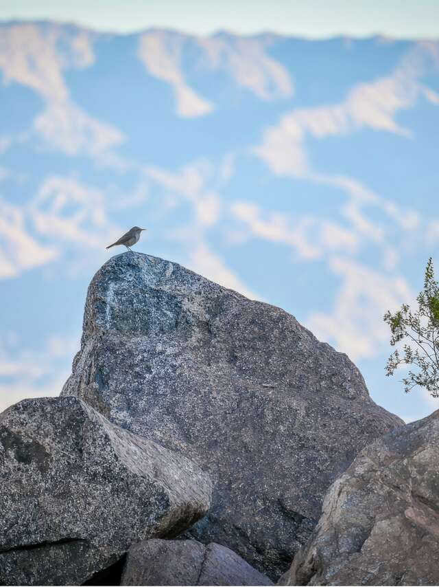 A walk to meet the birds