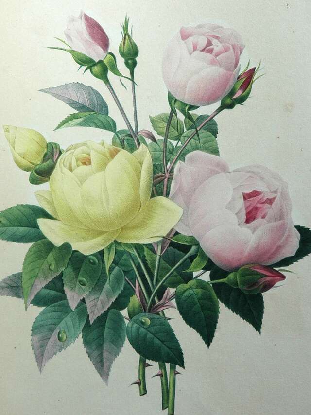 Atelier - Herbier en fleurs