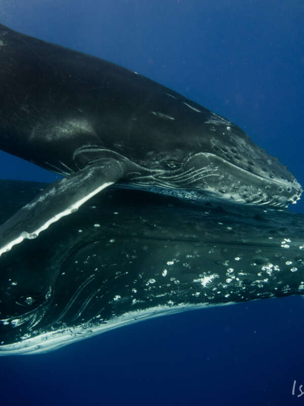 Mobydick Tahiti - Sortie Baleines