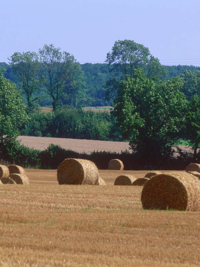 Balade en bocage bressan (boucle sud)