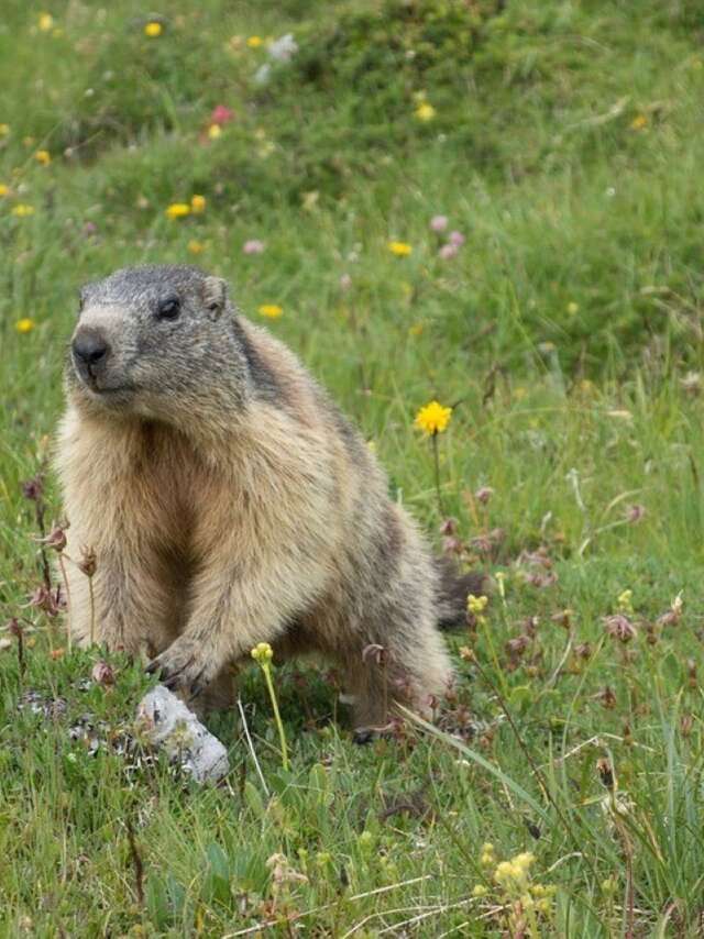 L'Avis des Marmottes