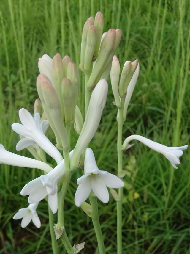 De la Fleur au Parfum chez Fragonard "La Tubéreuse"