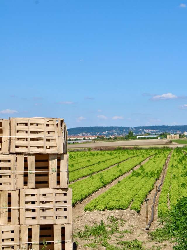 Visite commentée de l'exploitation maraîchère Guehennec