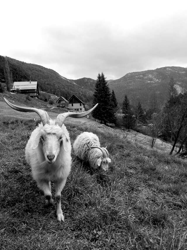 Secrets de laine - du cachemire au mohair