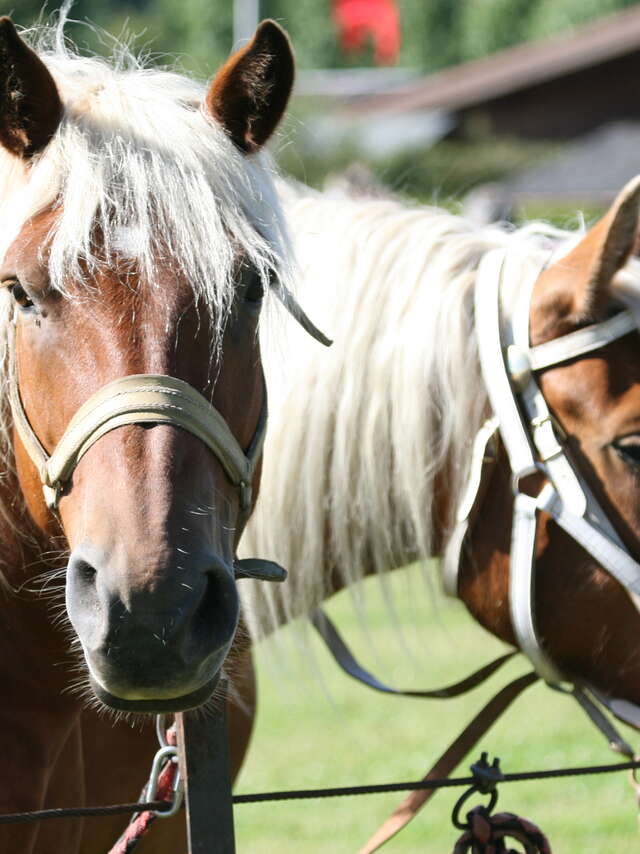 Passeggiate di scoperta a cavallo