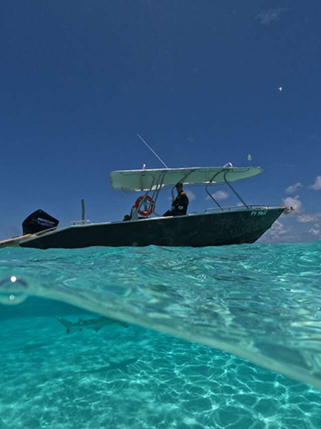 Moorea Ocean Riders - Sorties Baleines