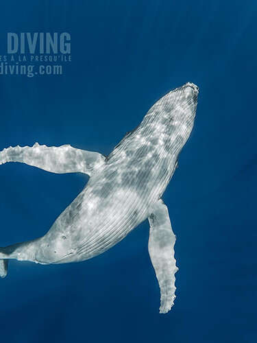 Mokarran Diving - Whale watching tours