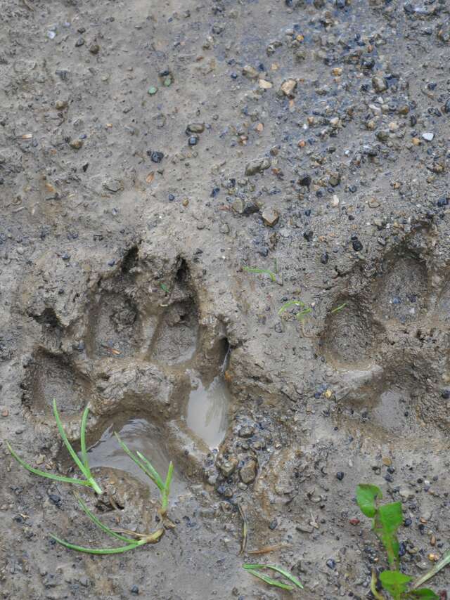 Sur les traces de la faune