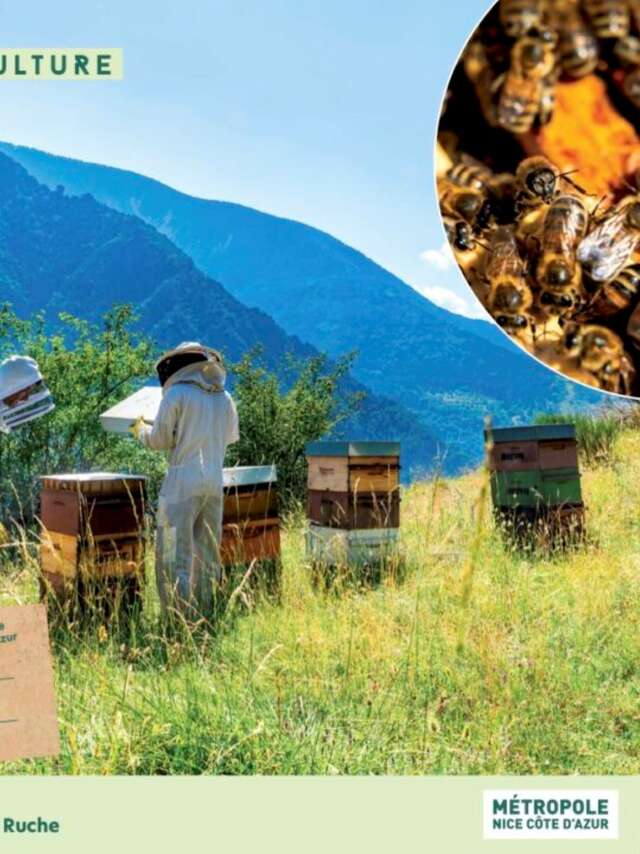 Dans ma ruche
