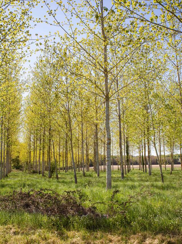 Senteurs de sous-bois