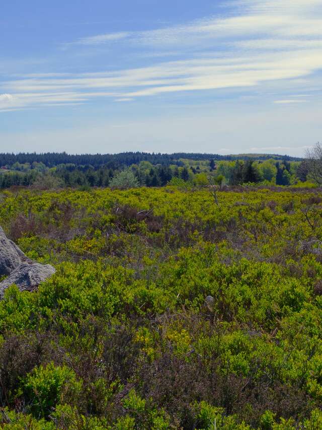 Randonnée gourmande au Plateau de la Verrerie - Saint-Nicolas-des-Biefs (entre Vichy et Roanne)