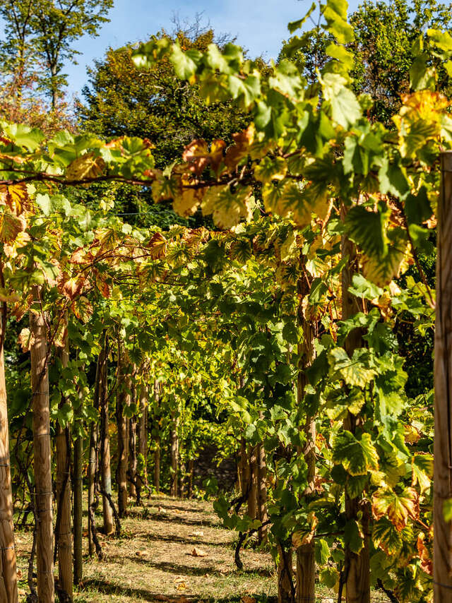 Visite dégustation des vignes des coteaux