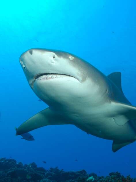 Tahiti Shark Expeditions
