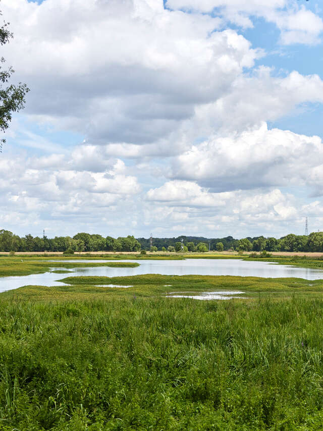 Marais de Montreuil-Juigné