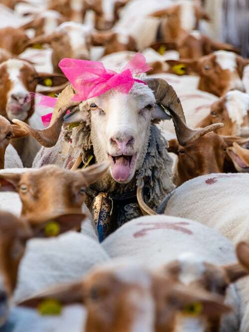 Fête de la Transhumance