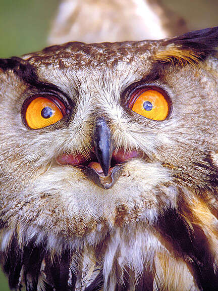 "OWLS - Chouettes et hiboux d'Europe"