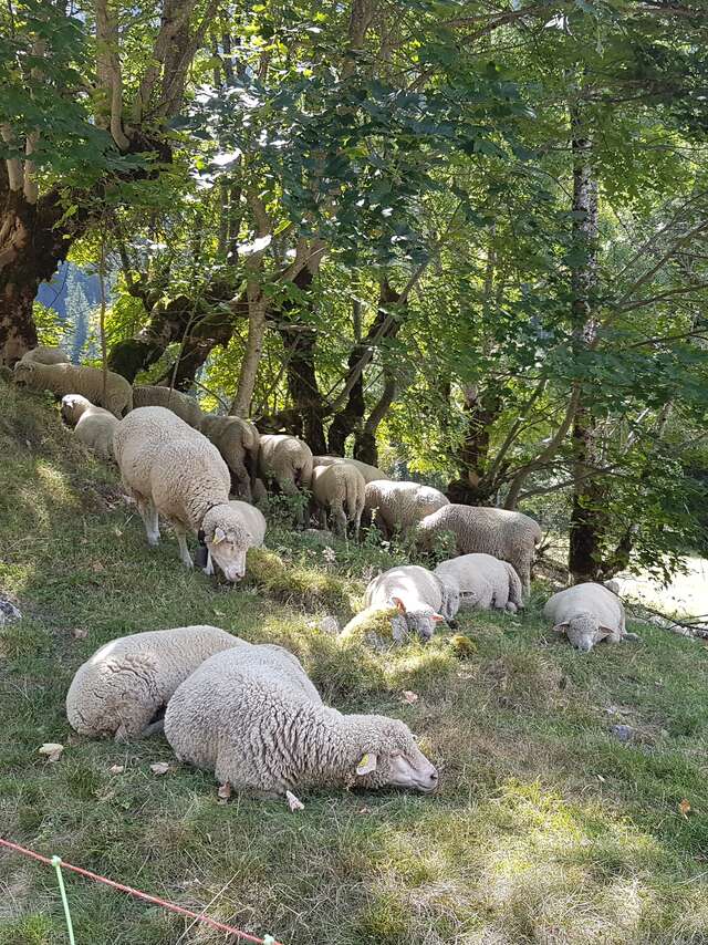 Alpages et pastoralisme