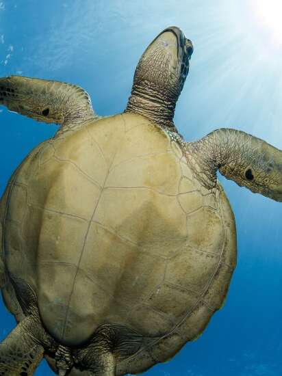 Moorea Blue Diving Center