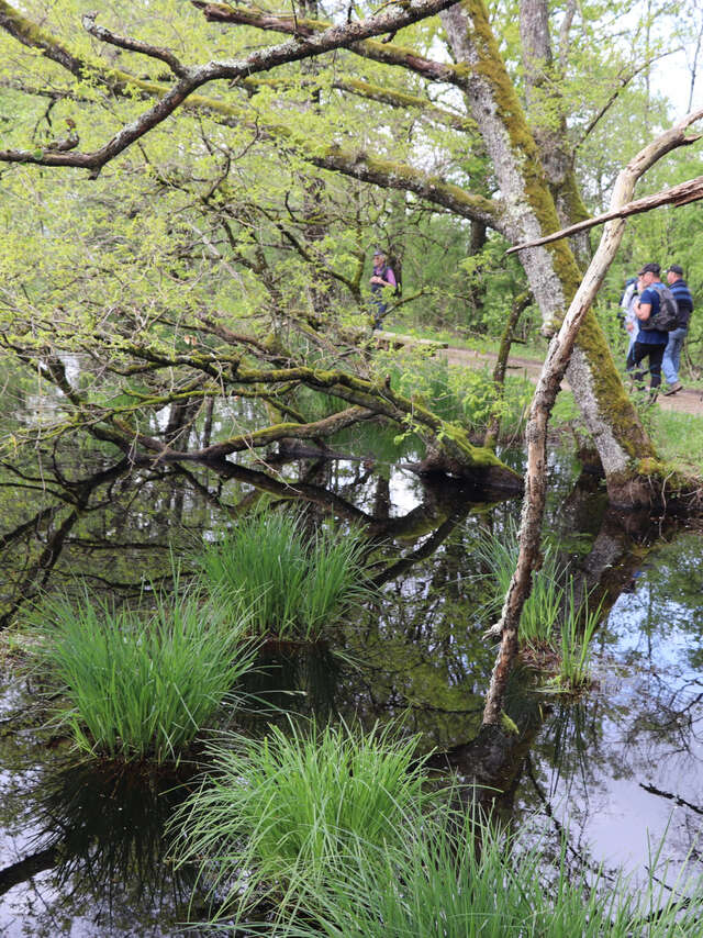 Expérience sensorielle au marais de Bizadan