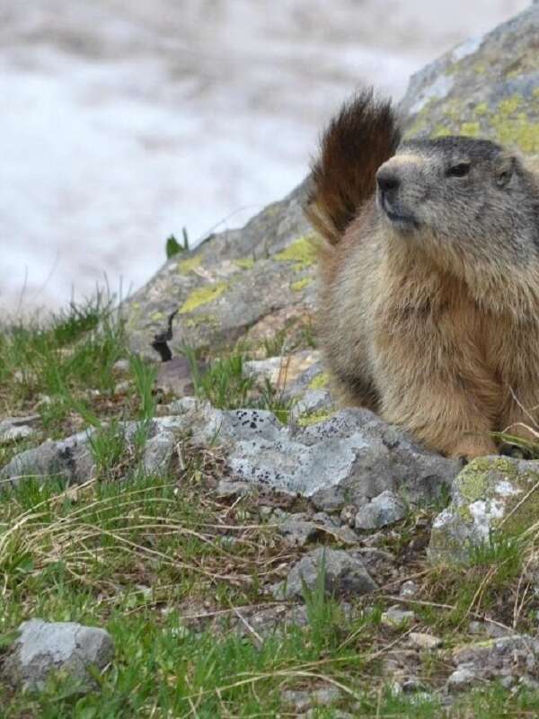 Randonnée avec les Marmottes